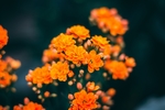长寿花