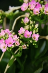 长寿花