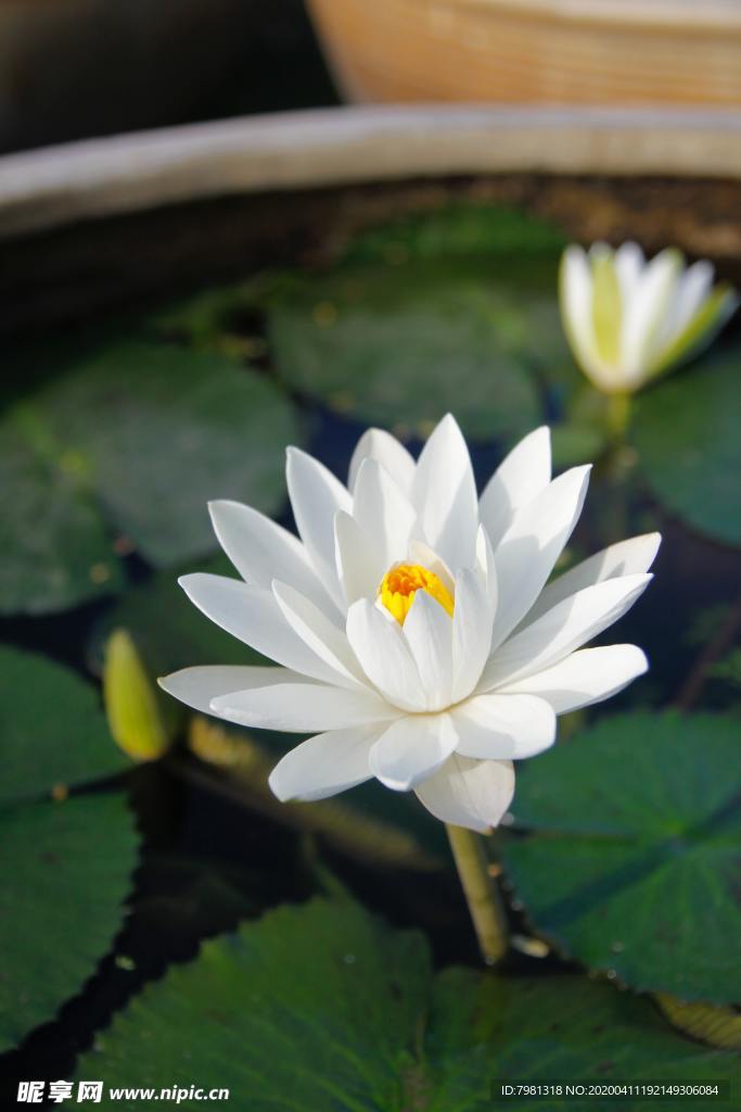 荷花
