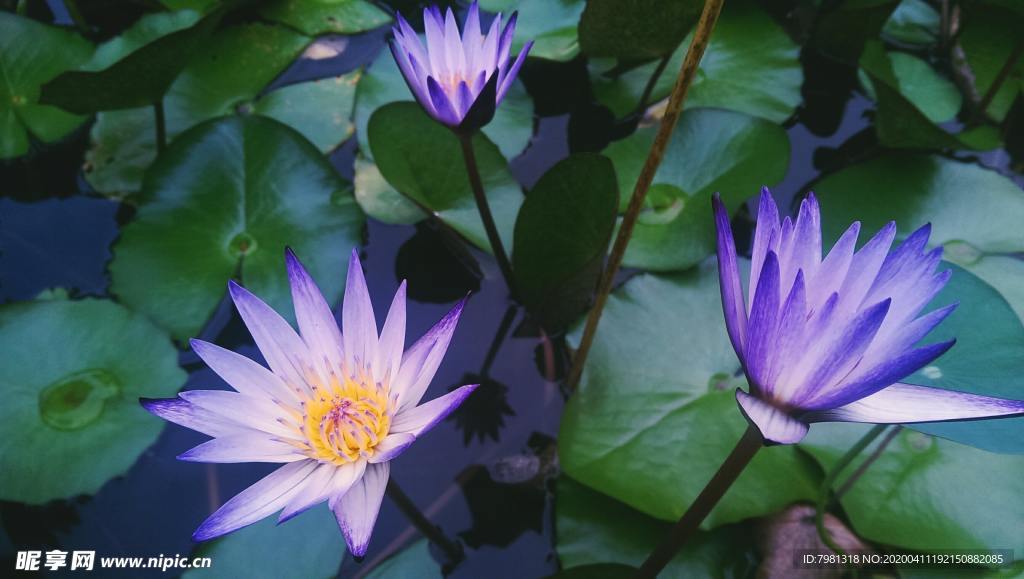 荷花