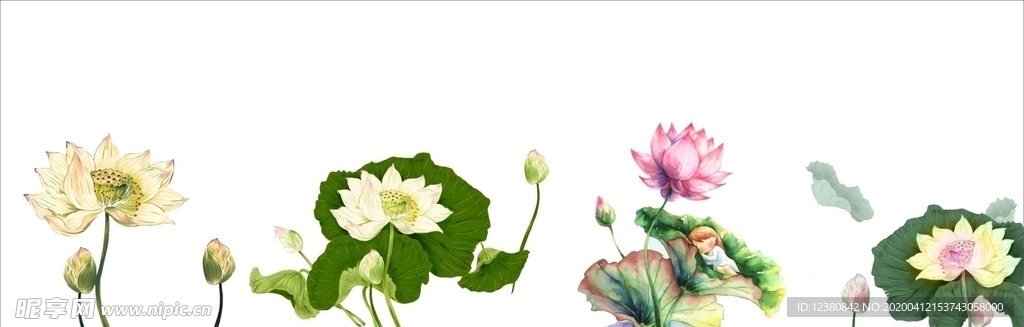 荷花莲花