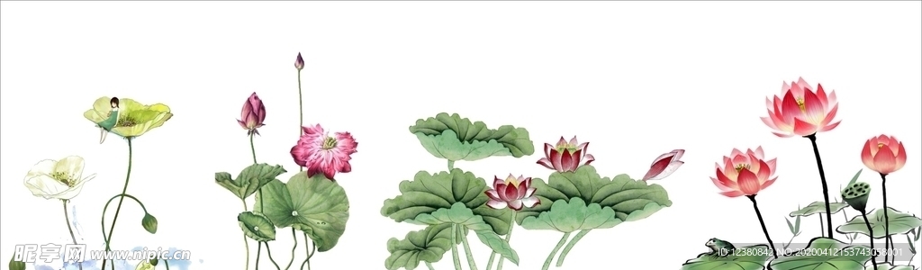 荷花