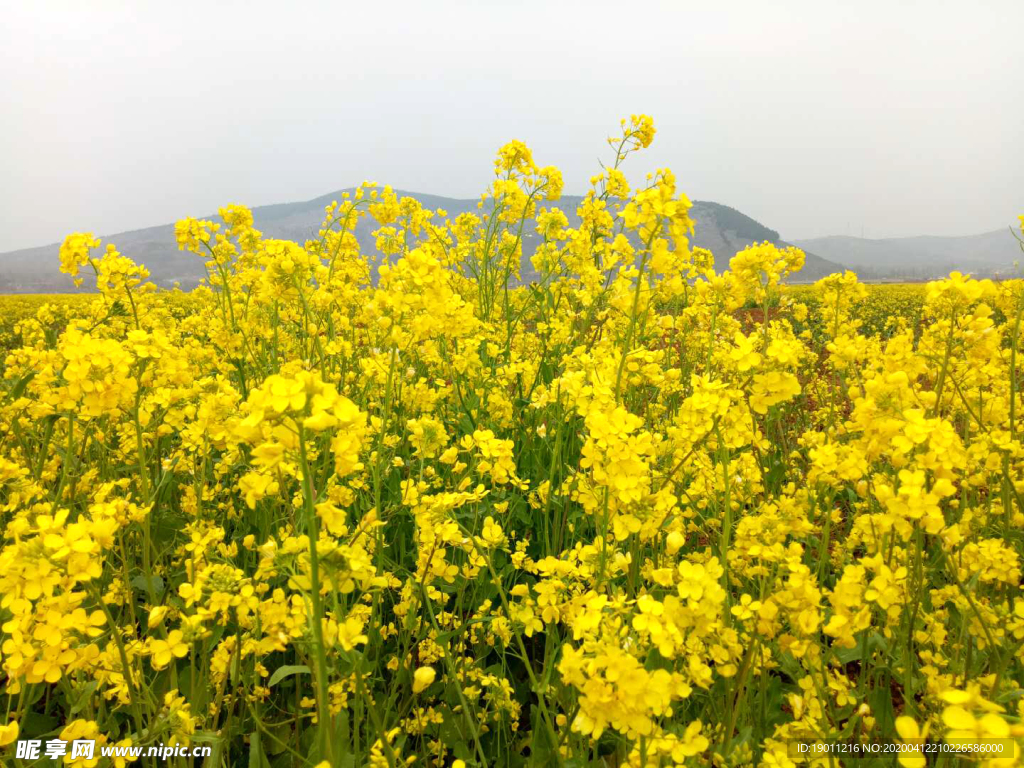 油菜花