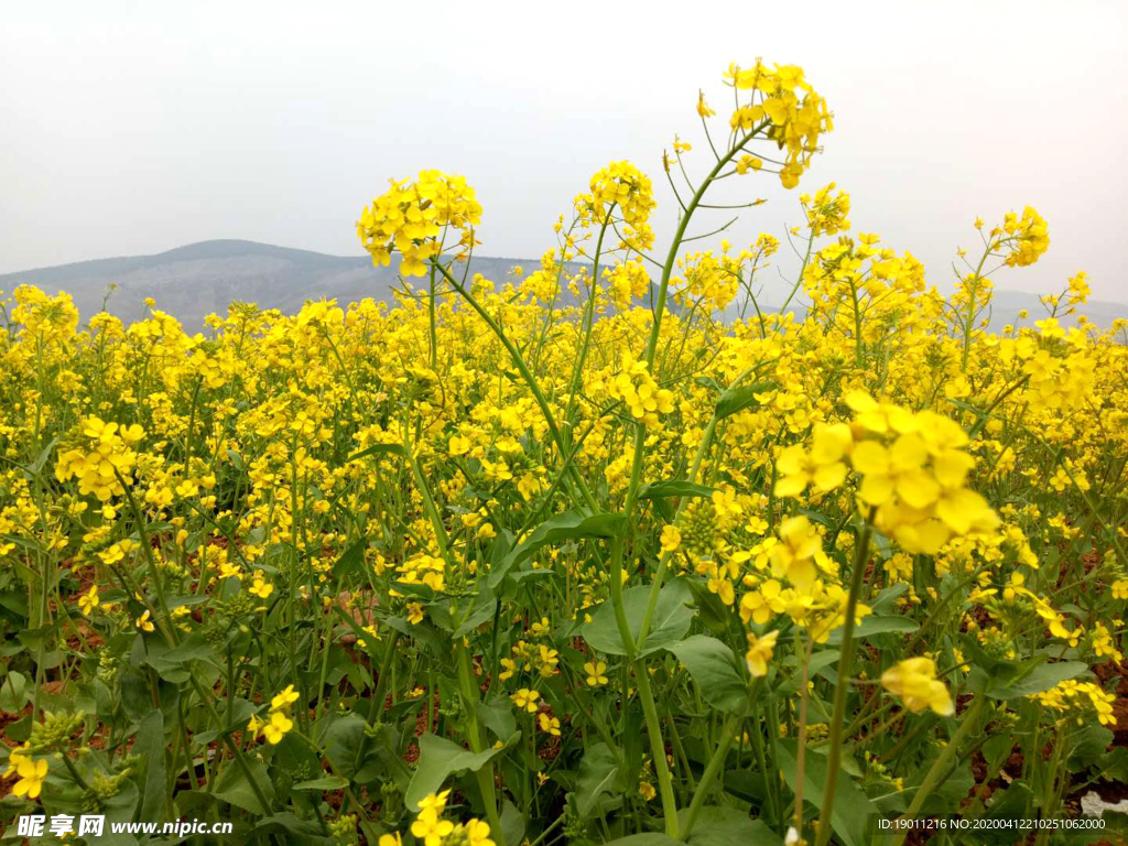 油菜花