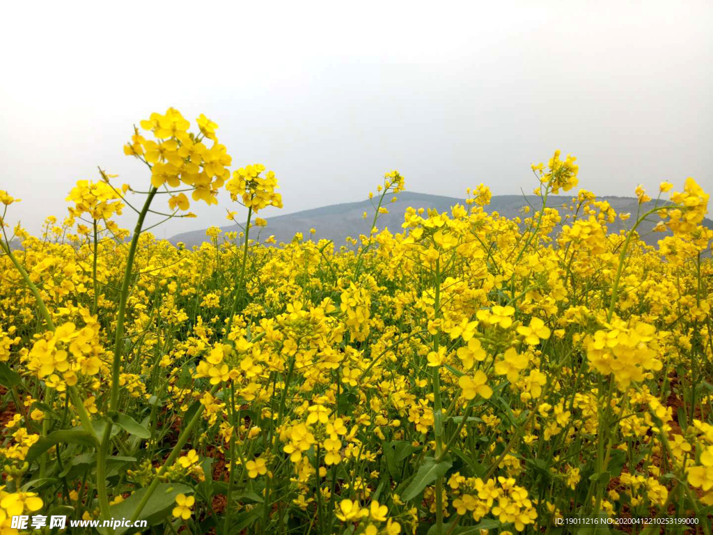 油菜花