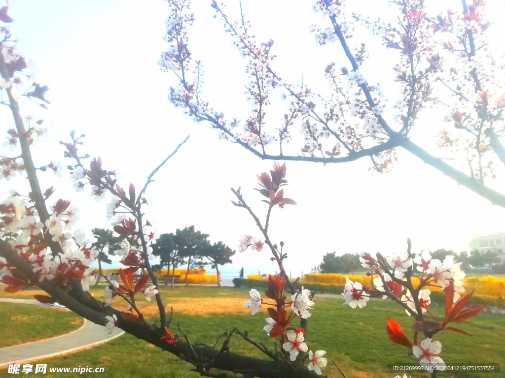 梅花 春暖花开 海边