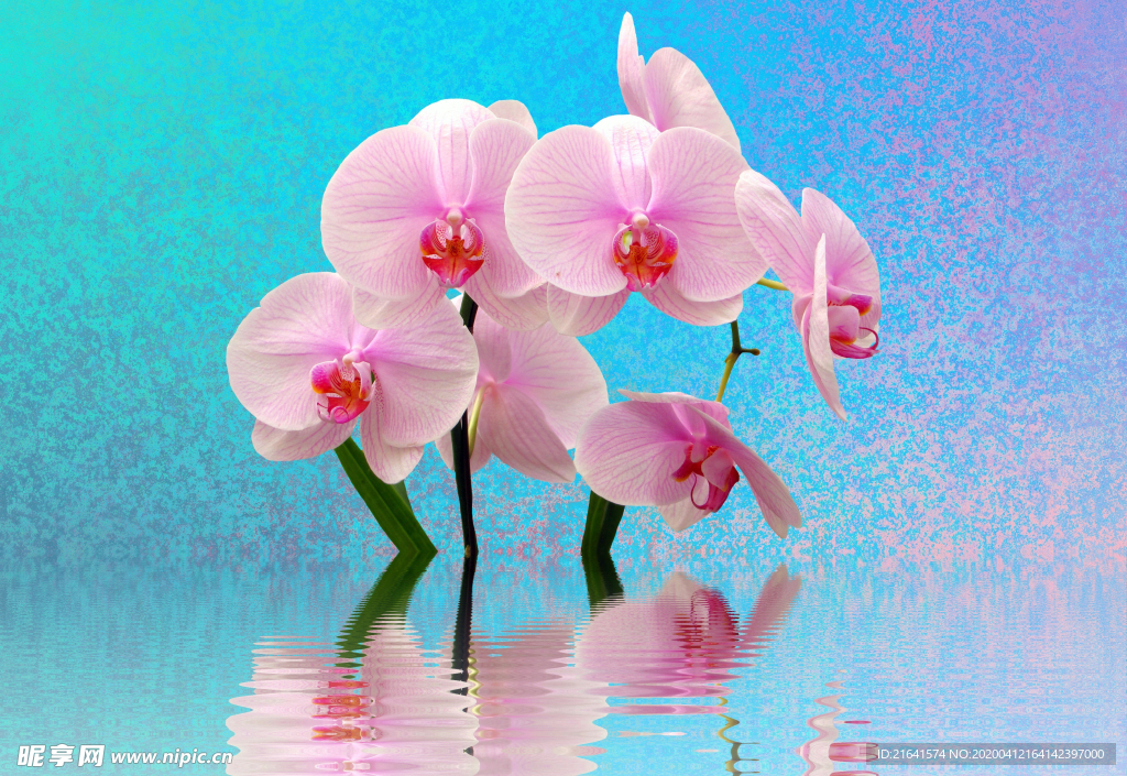 水中盛开的兰花