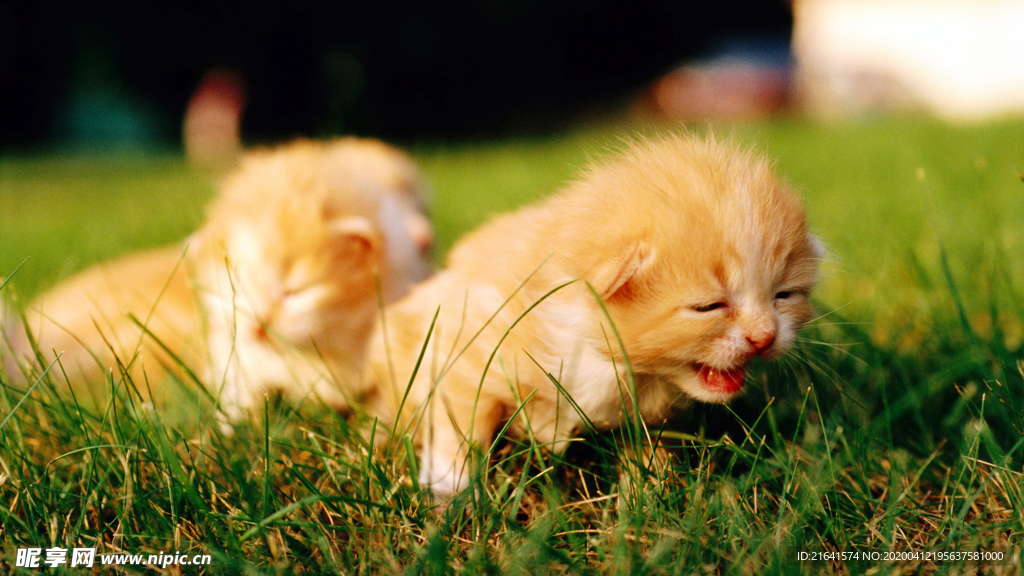 草地上可爱的小猫仔