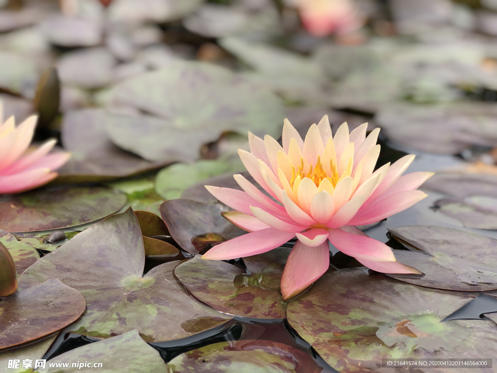 池塘中盛开的粉色莲花
