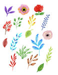 矢量花草插图