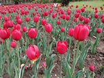 郁金香花