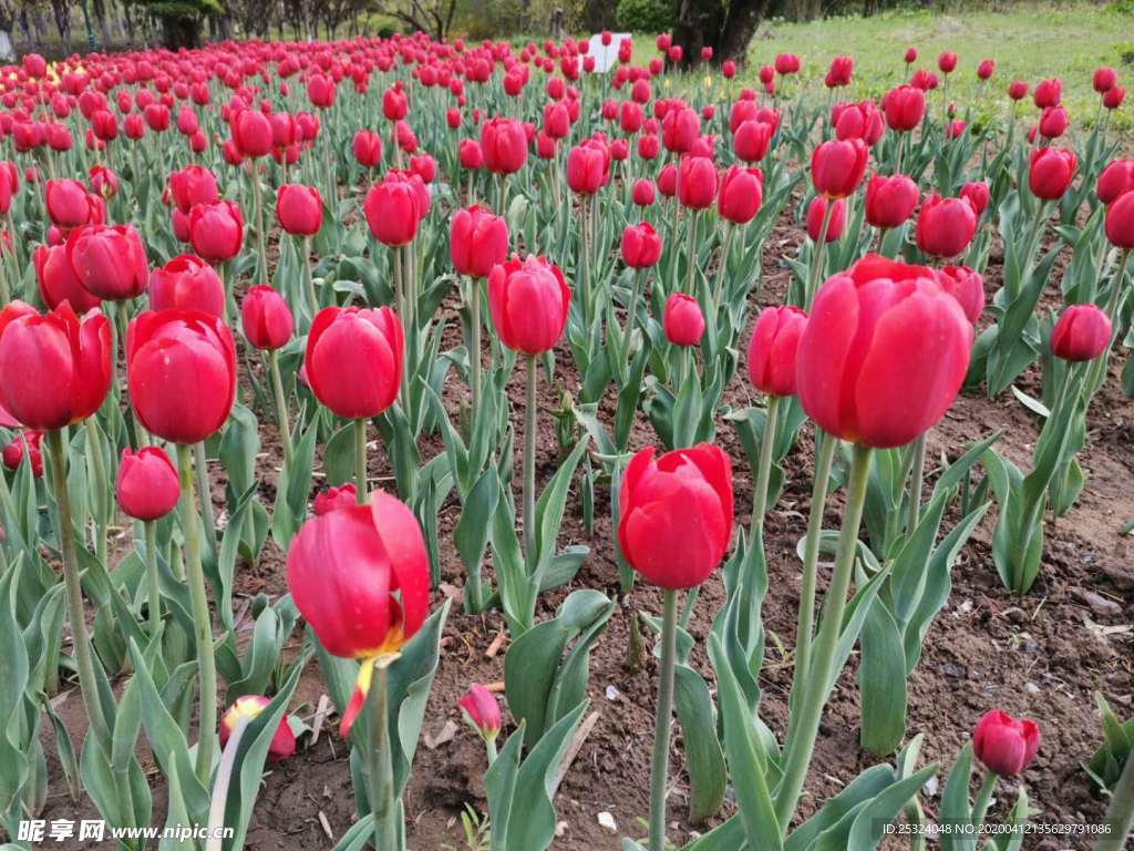 郁金香花