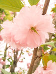 樱花素材 美丽 春景 春天