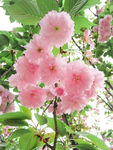 樱花素材 春景气息 美丽 浪漫