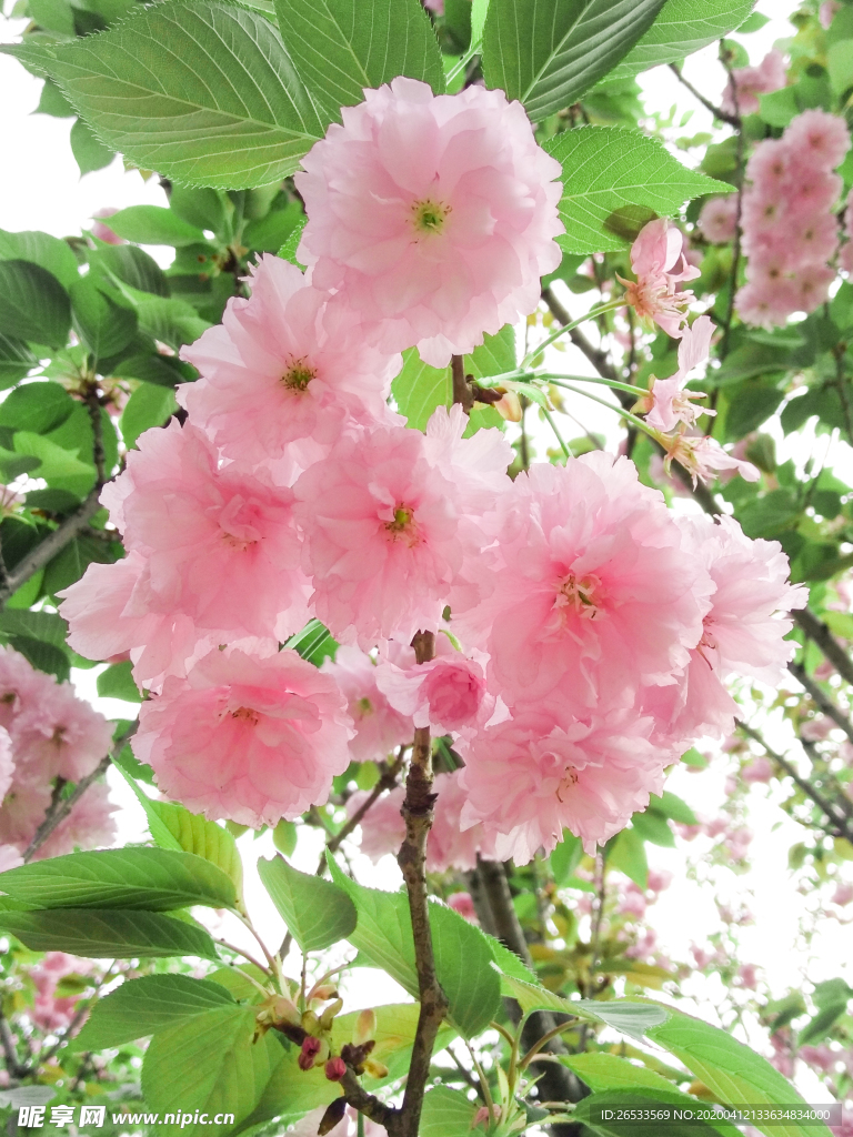 樱花素材 春景气息 美丽 浪漫