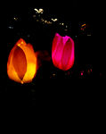 玫瑰花灯 节日庆祝 夜景 花卉