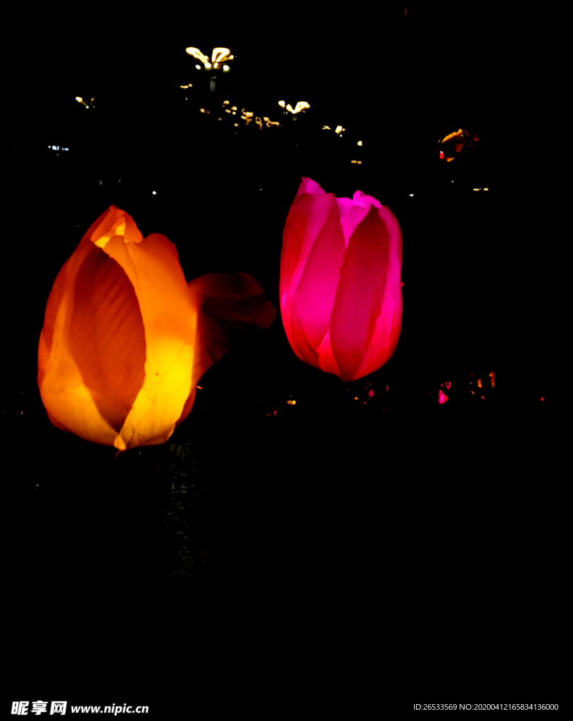 玫瑰花灯 节日庆祝 夜景 花卉