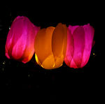 玫瑰花灯 节日庆祝 夜景 花卉