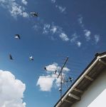 天空飞鸟