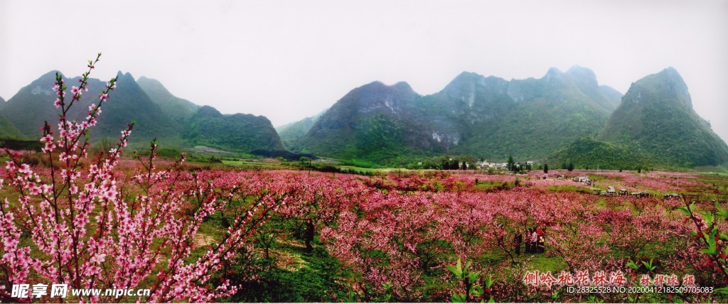 金城江侧岭洞情桃花村