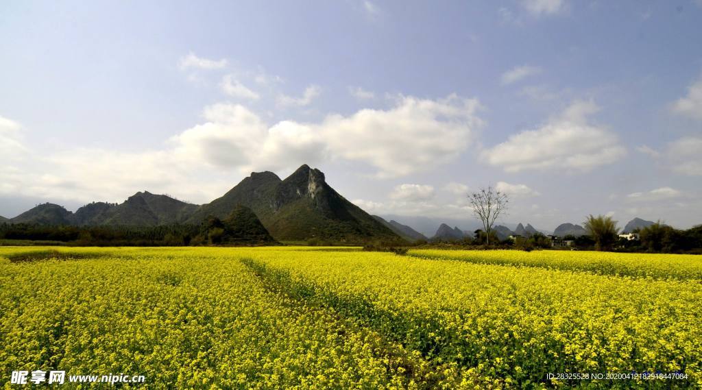 上林油菜花