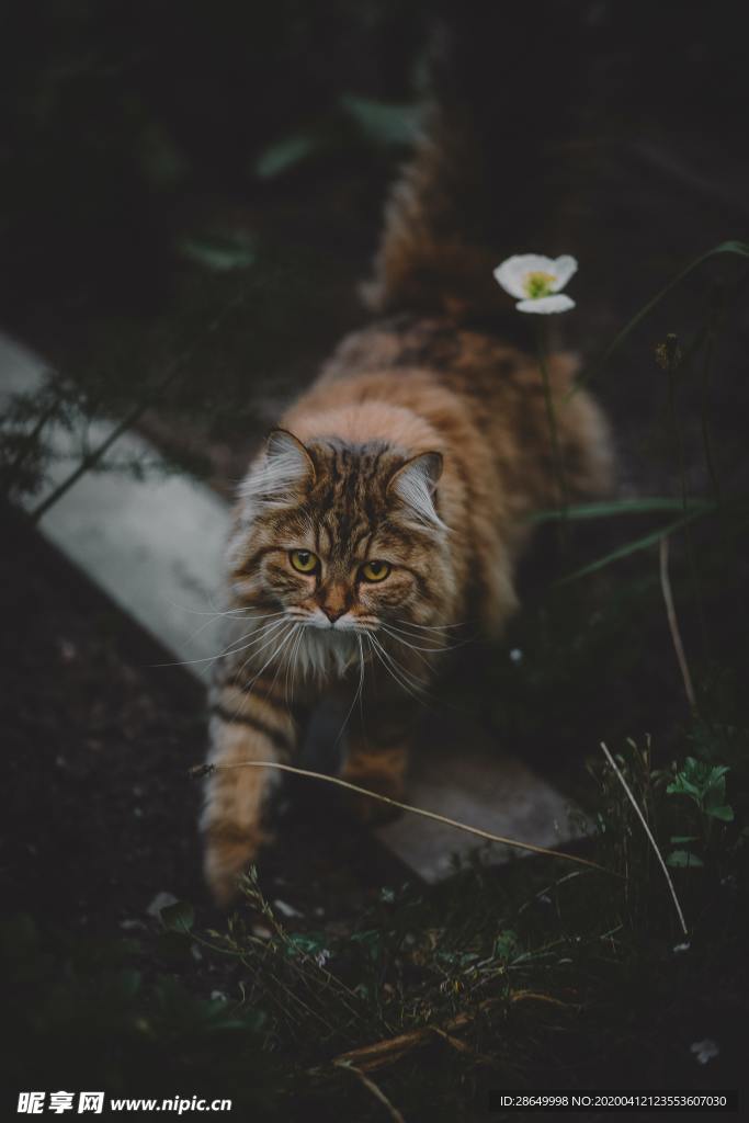 猫