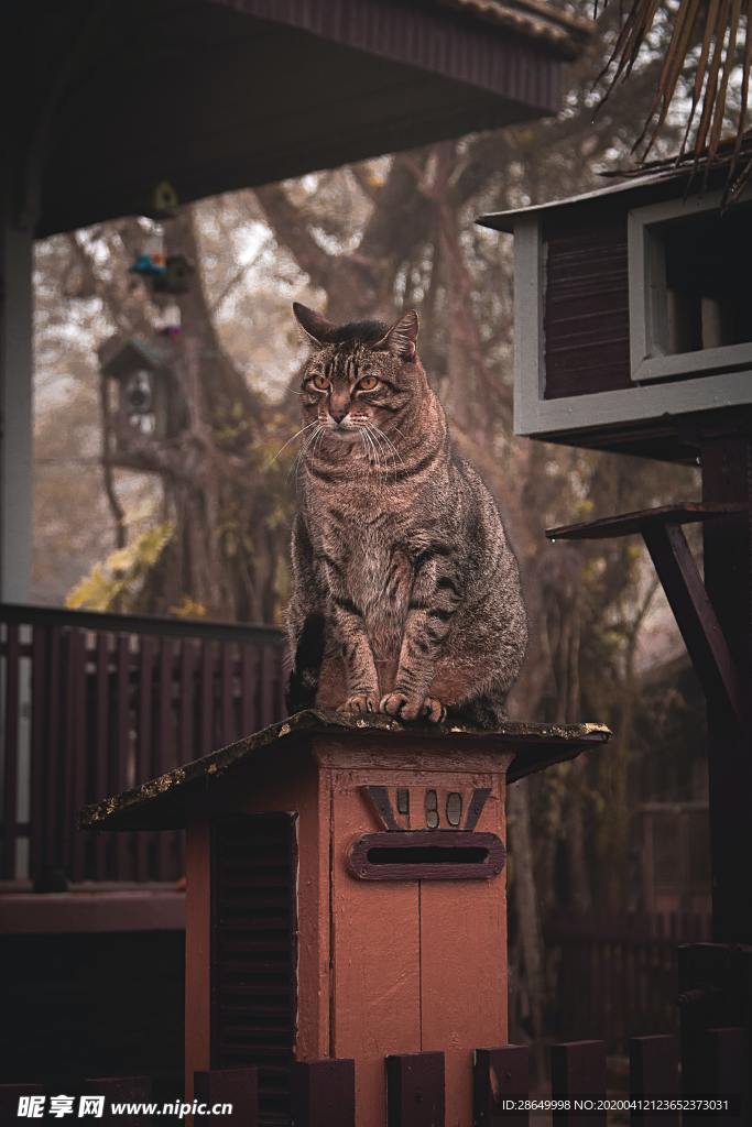 猫