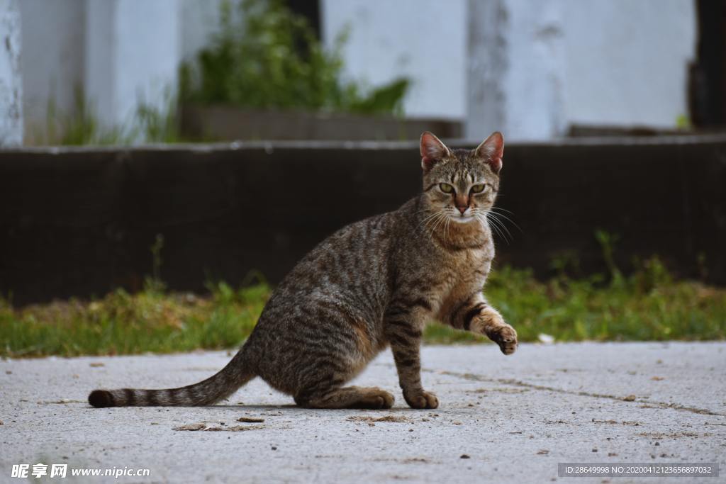 猫