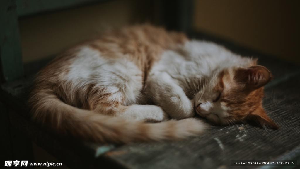 猫