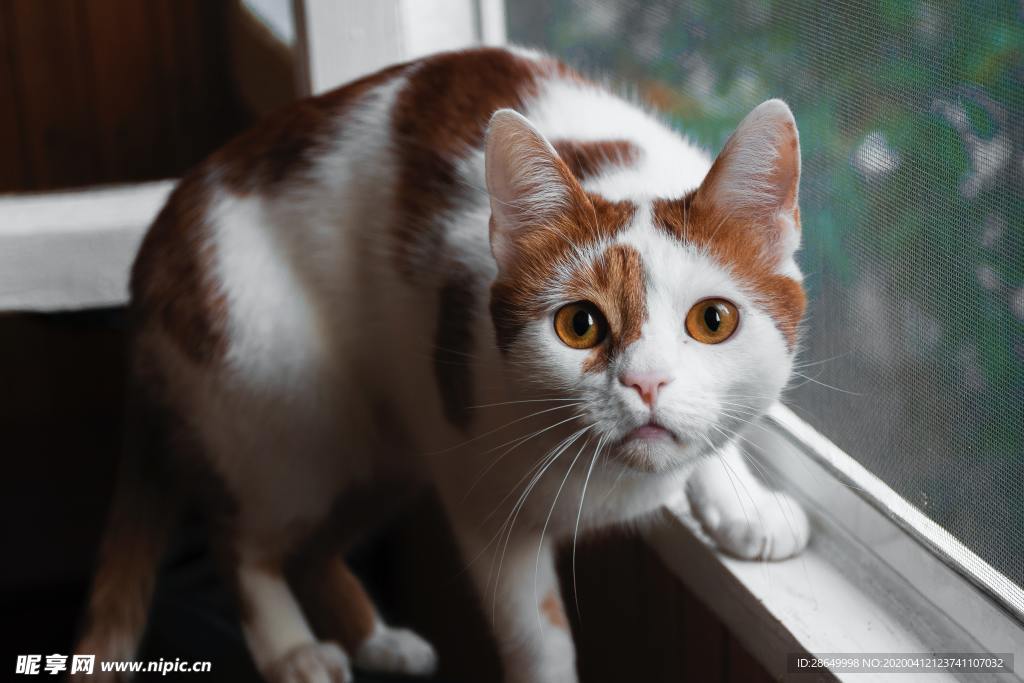 猫