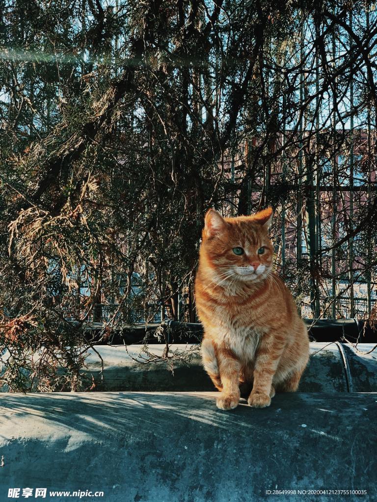 猫