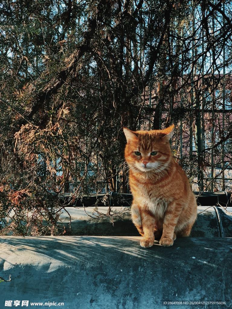 猫