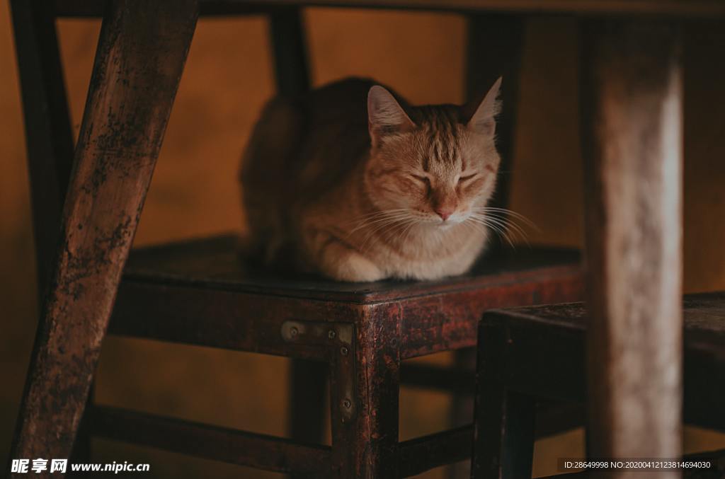 猫