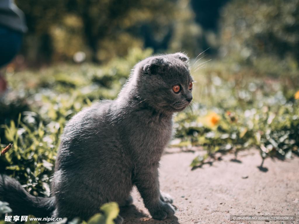 猫