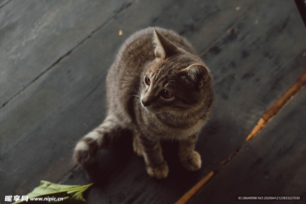 猫