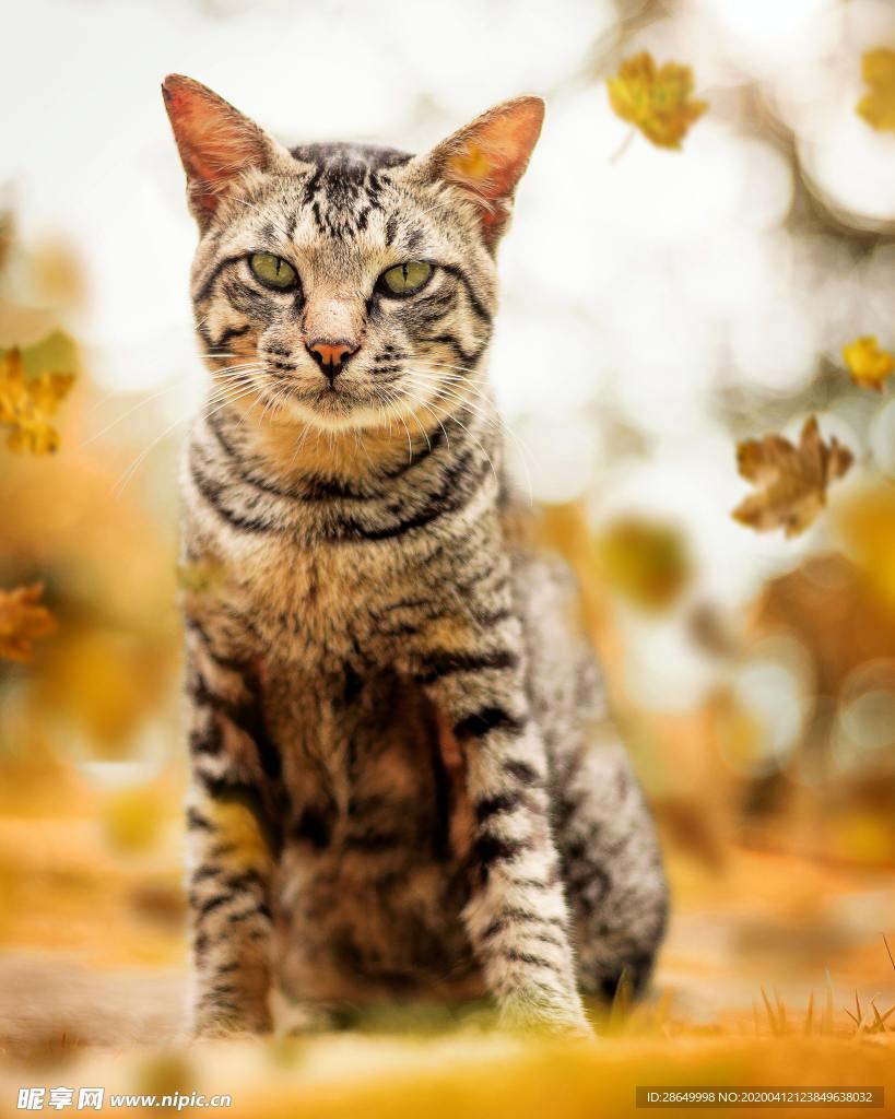 猫