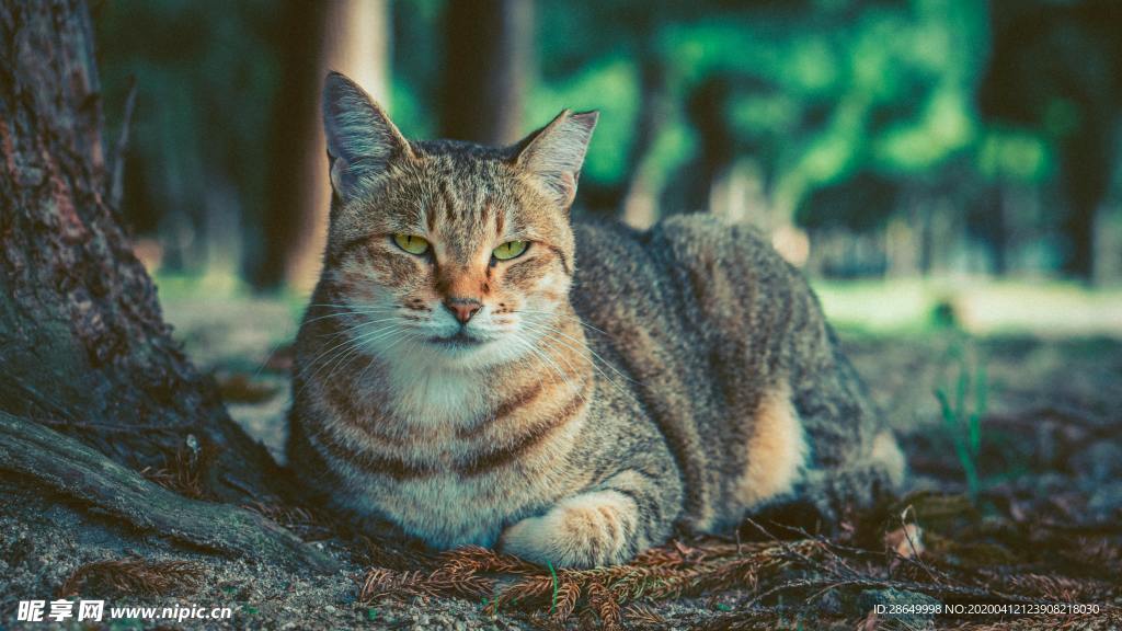 猫