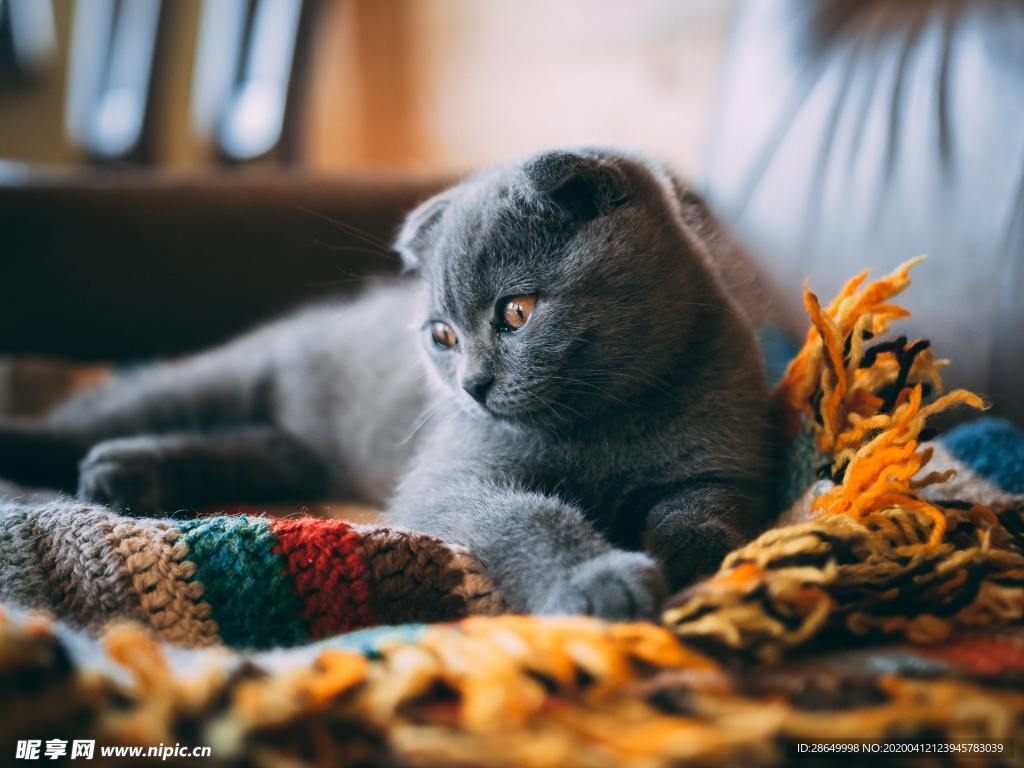 猫