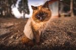 猫