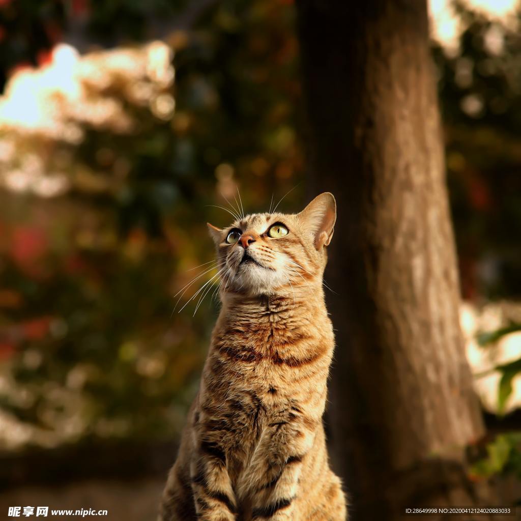 猫