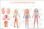 十二正经和任督两脉基本走向