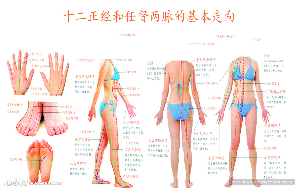 十二正经和任督两脉基本走向