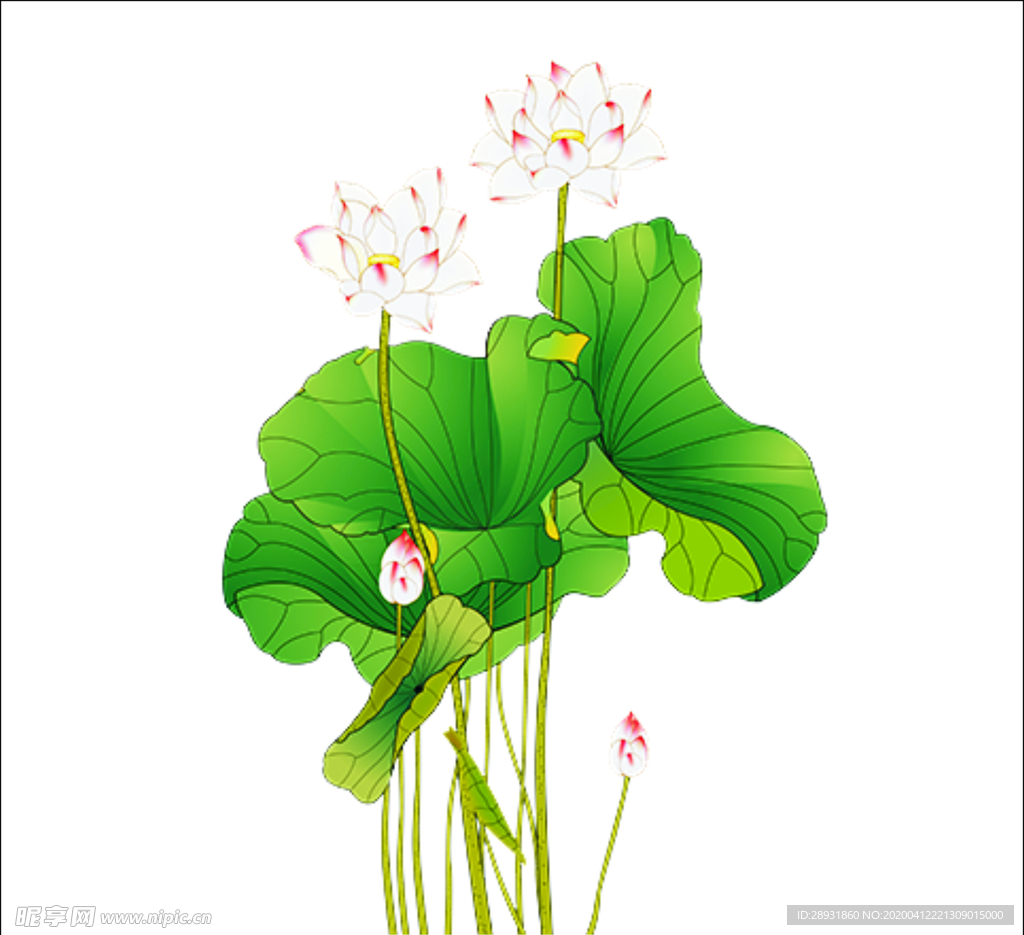 荷花