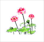 荷花
