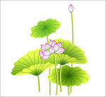 荷花
