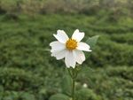 鬼针草