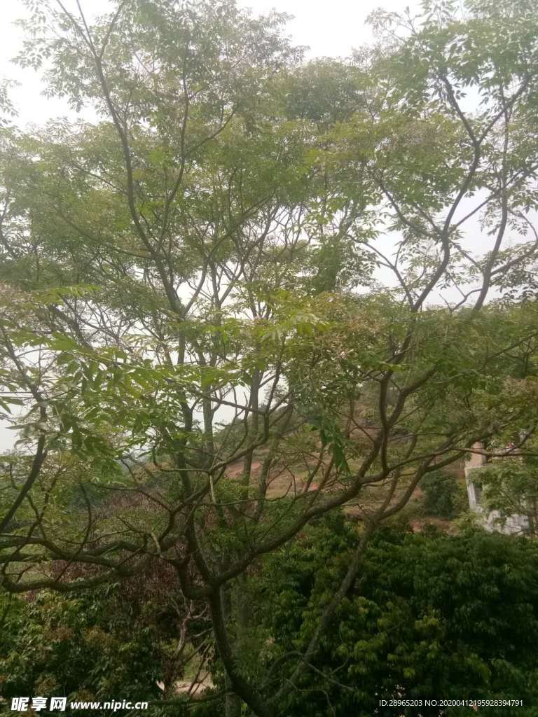 绿树