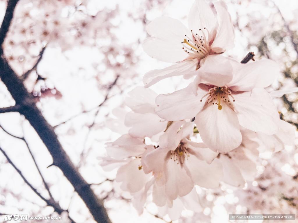 樱花