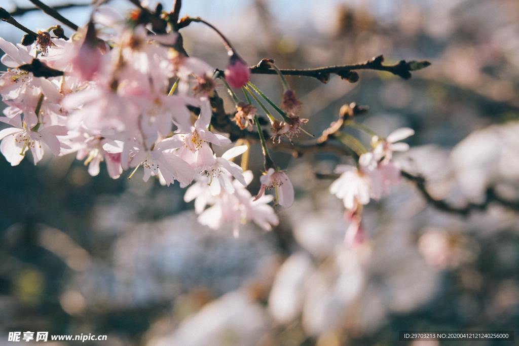 樱花