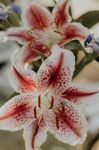 百合花